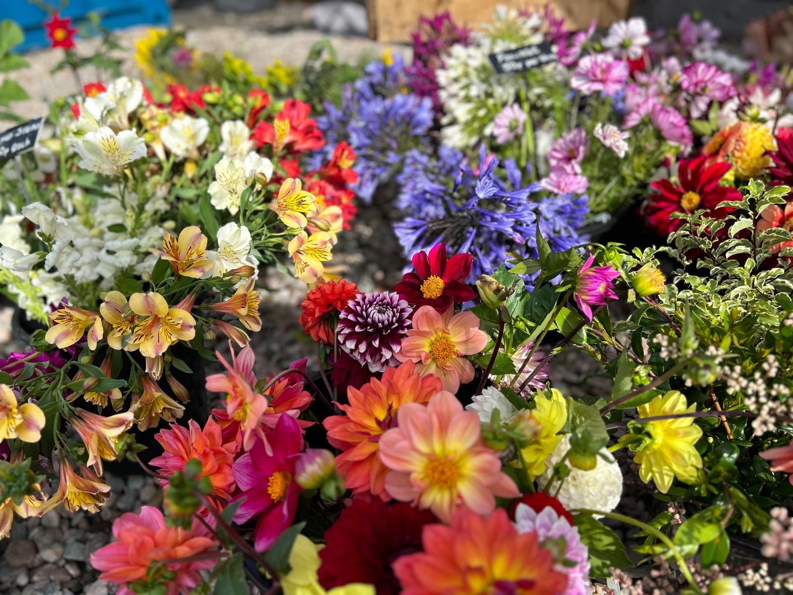 Gardens cut Flowers - Honesty box